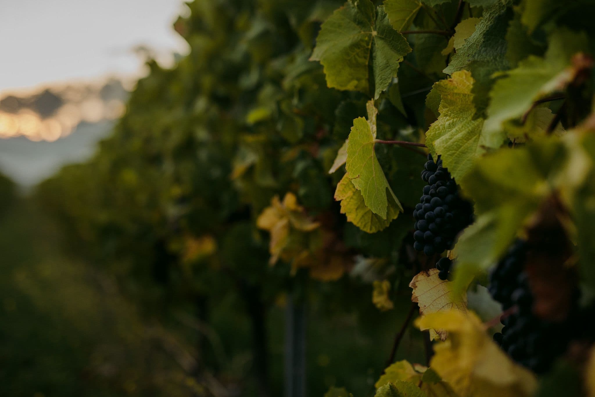 Soft focus close up of Pinot grapes on an autumnal vine