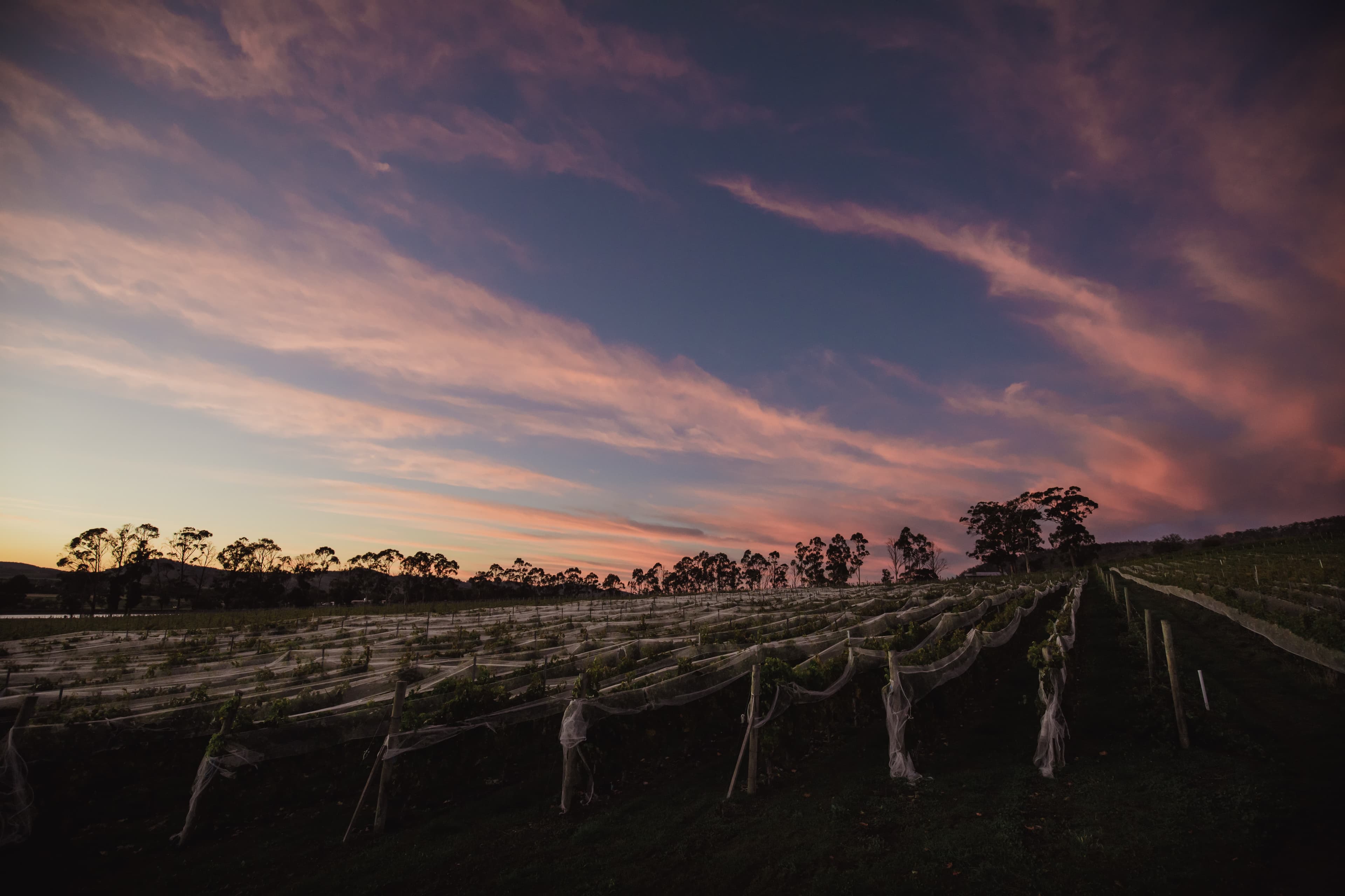 Domaine A vineyard at dusk